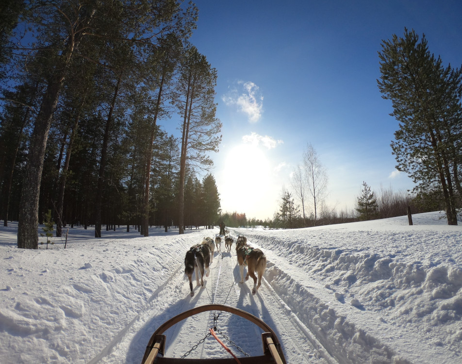 activite chien traineau savoie