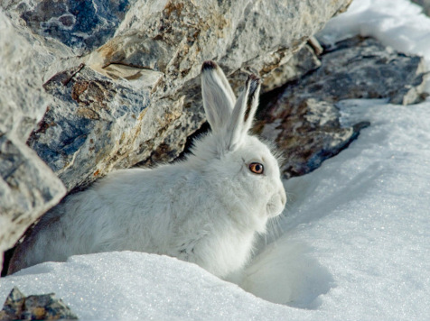 decouvrez faune mont blanc