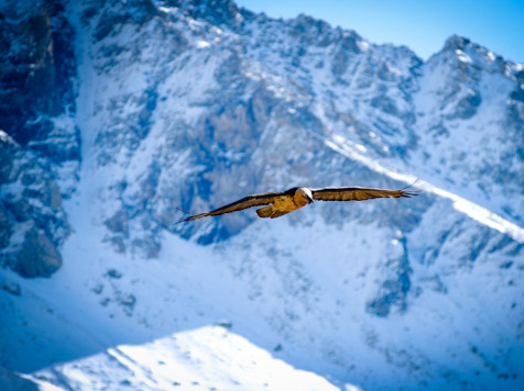 faune mont blanc