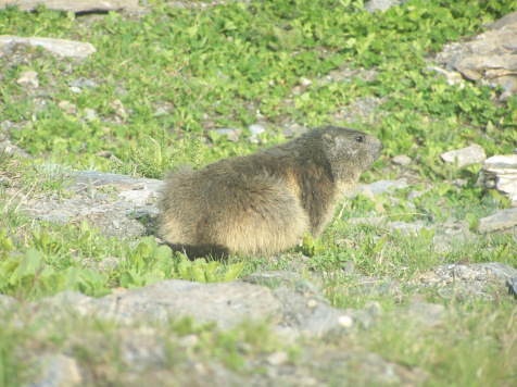 marmotte parc vanoise