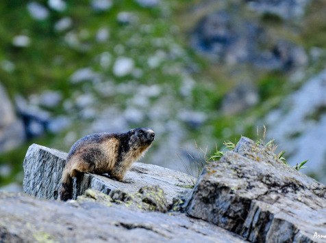 parc vanoise ete savoie