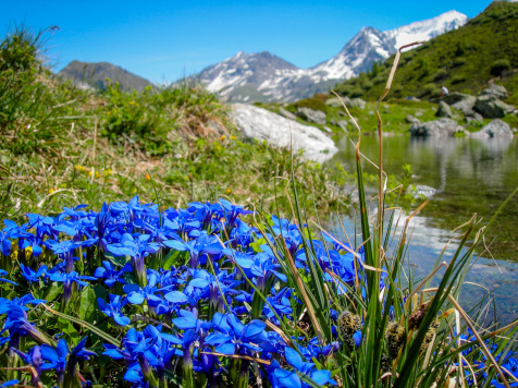 peche en altitude savoie
